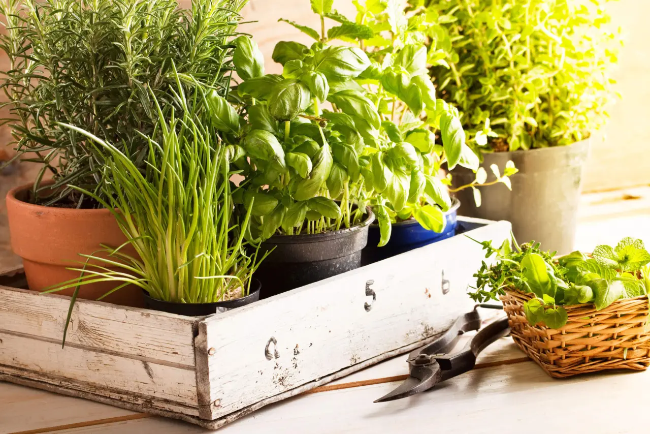 Piante aromatiche sempre verdi: come potarle dopo la fioritura Piante aromatiche sempre verdi: come potarle dopo la fioritura