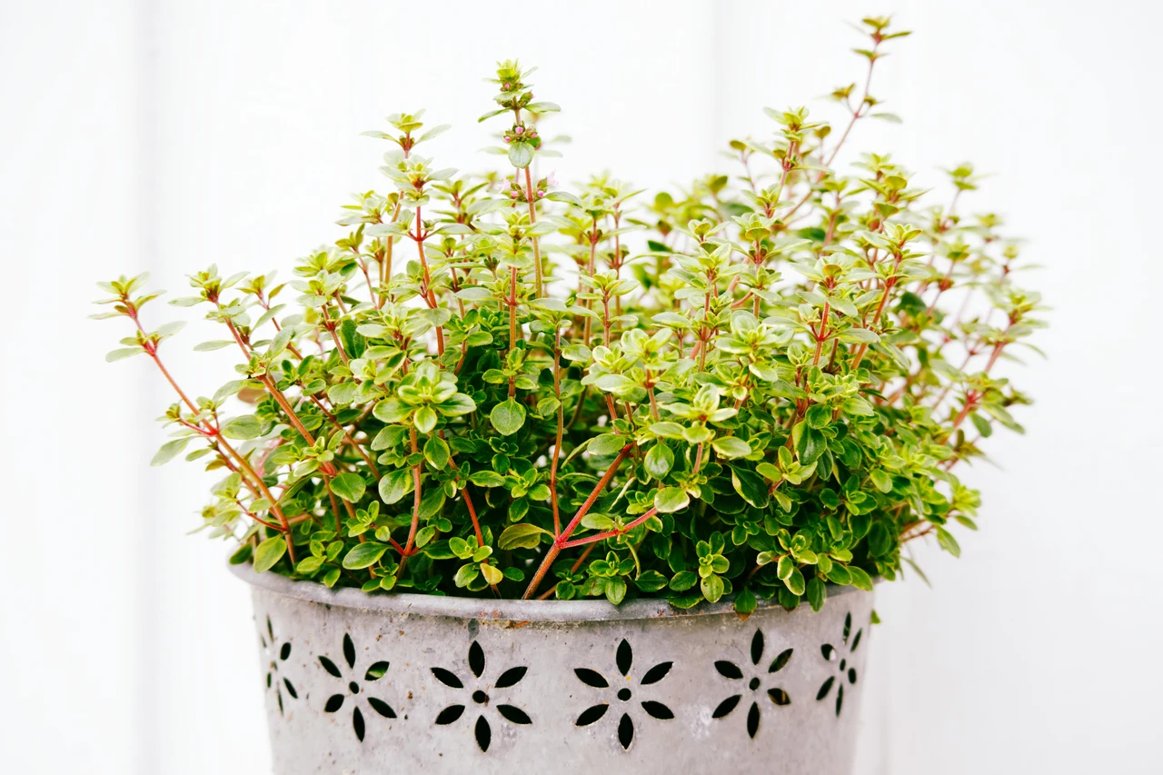 Pianta questa essenza profumata in vaso: allontana le zanzare dalla terrazza in primavera Pianta questa essenza profumata in vaso: allontana le zanzare dalla terrazza in primavera