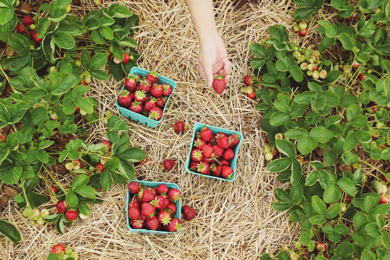 Il modo giusto per raccogliere fragole senza rovinarle Il modo giusto per raccogliere fragole senza rovinarle