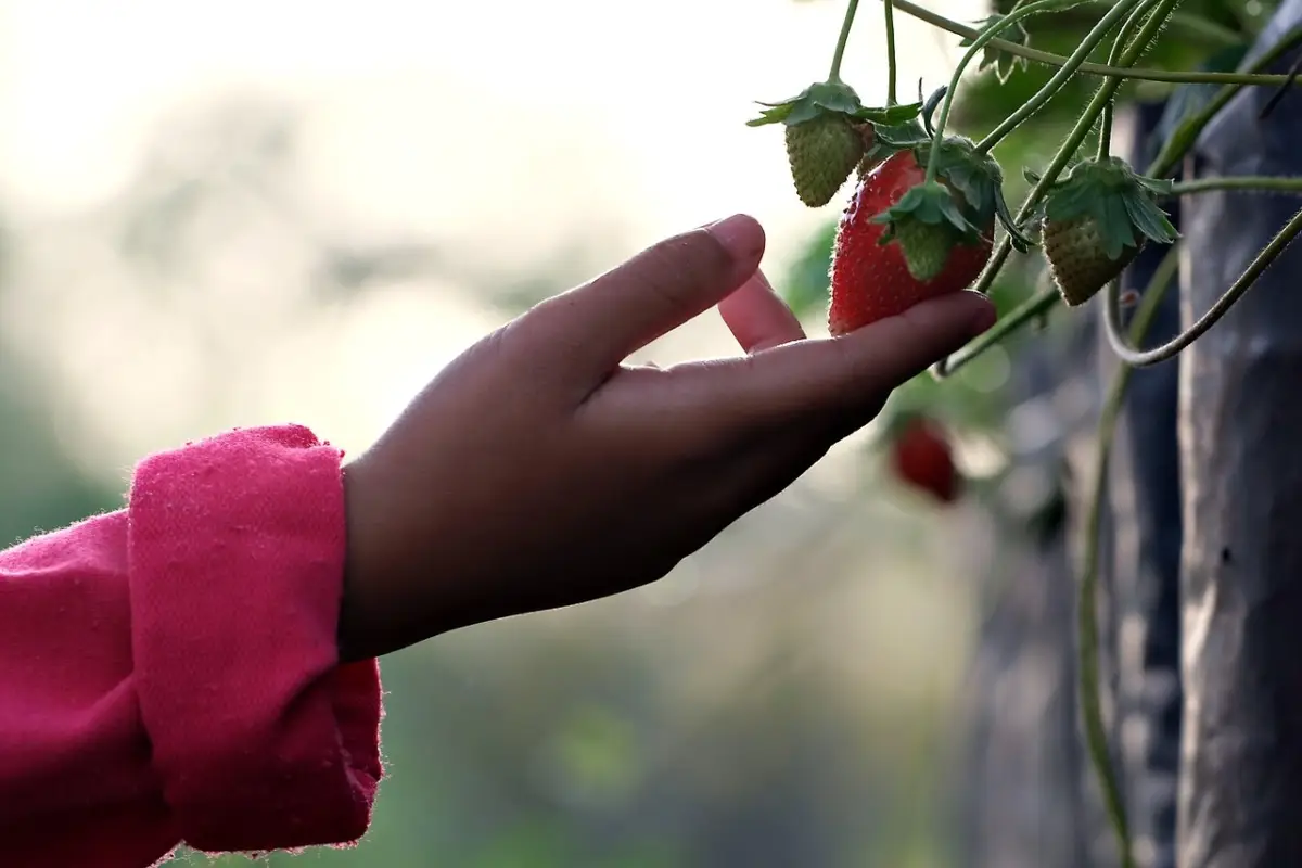 Il modo giusto per raccogliere fragole senza rovinarle Il modo giusto per raccogliere fragole senza rovinarle