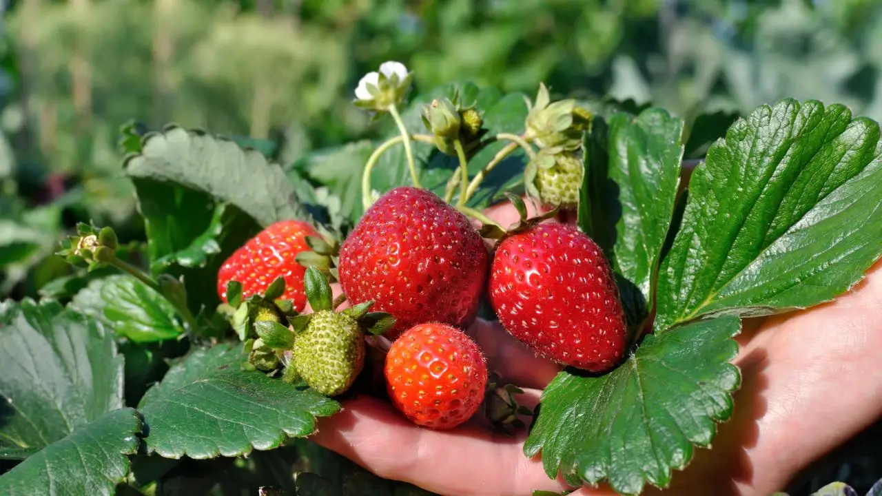 Il modo giusto per raccogliere fragole senza rovinarle Il modo giusto per raccogliere fragole senza rovinarle