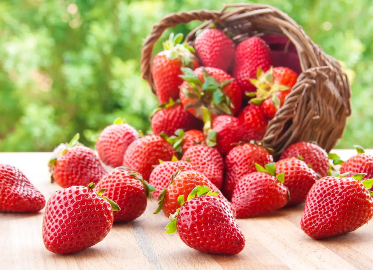 Il modo giusto per raccogliere fragole senza rovinarle Il modo giusto per raccogliere fragole senza rovinarle