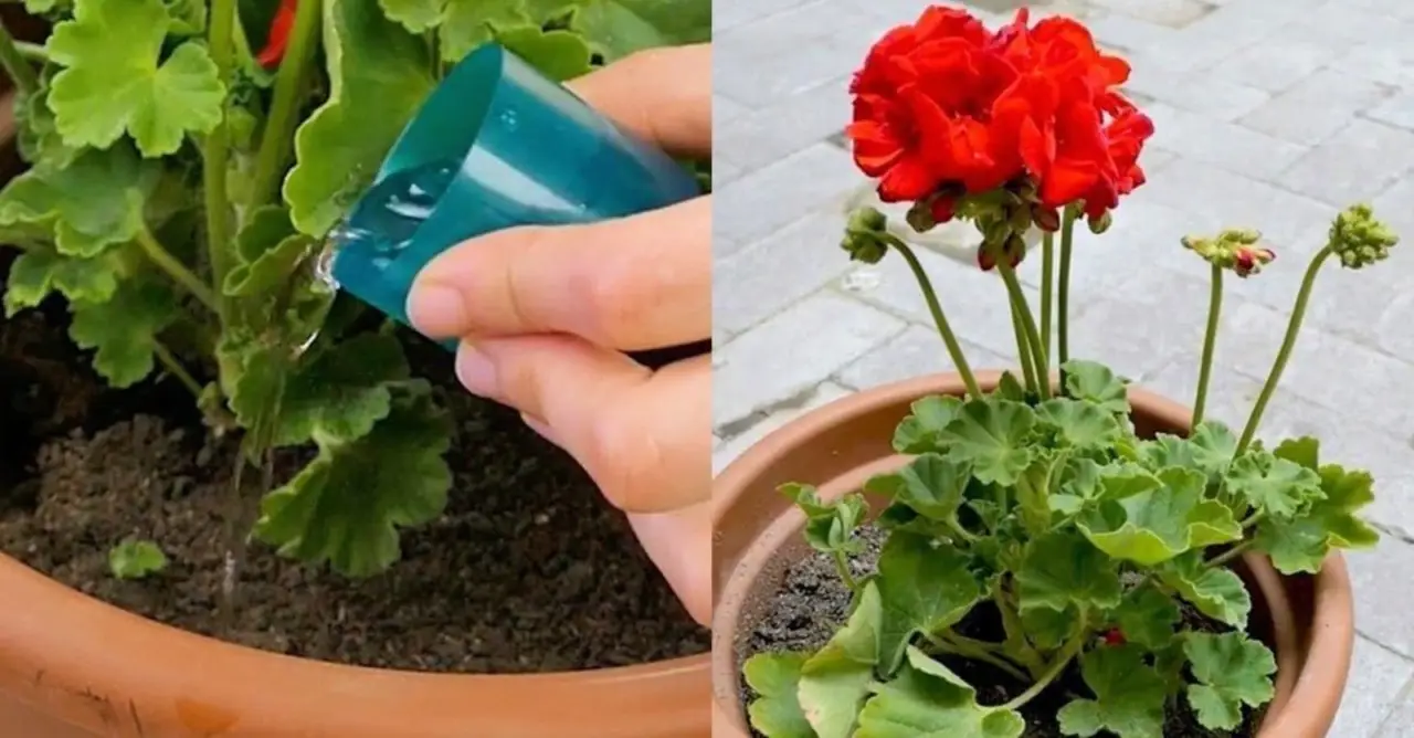 Sai quale fertilizzante aumenta subito i fiori di geranio? Provalo questa primavera Sai quale fertilizzante aumenta subito i fiori di geranio? Provalo questa primavera