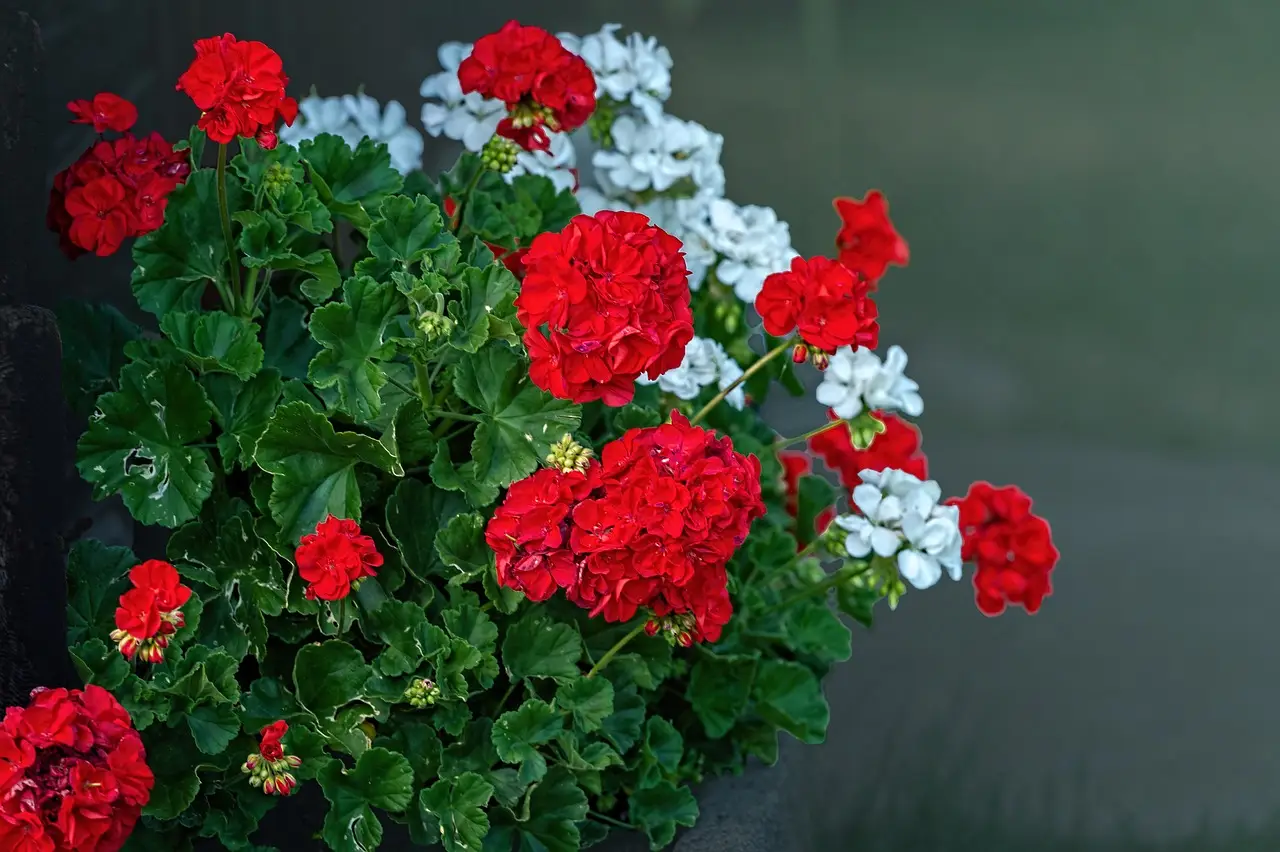 Sai quale fertilizzante aumenta subito i fiori di geranio? Provalo questa primavera Sai quale fertilizzante aumenta subito i fiori di geranio? Provalo questa primavera
