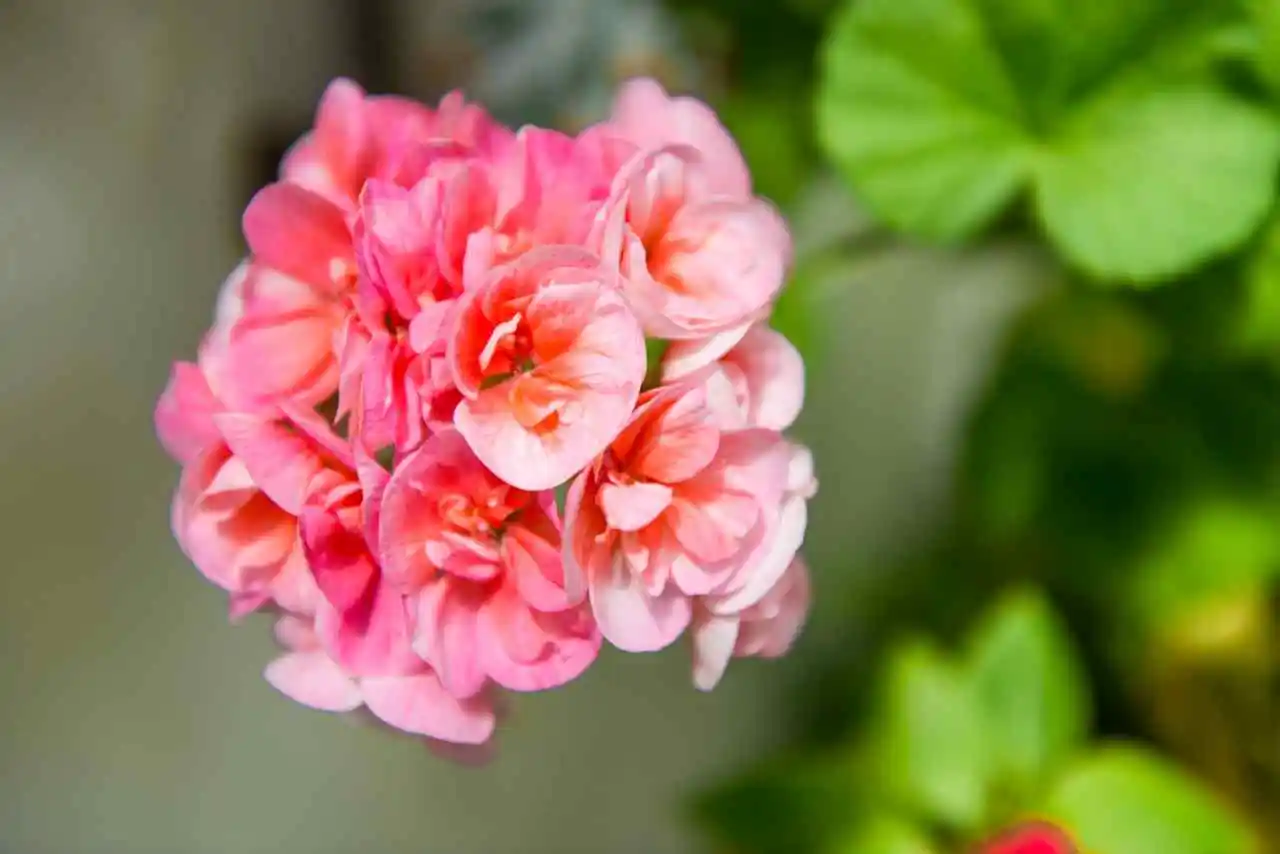 Sai quale fertilizzante aumenta subito i fiori di geranio? Provalo questa primavera Sai quale fertilizzante aumenta subito i fiori di geranio? Provalo questa primavera