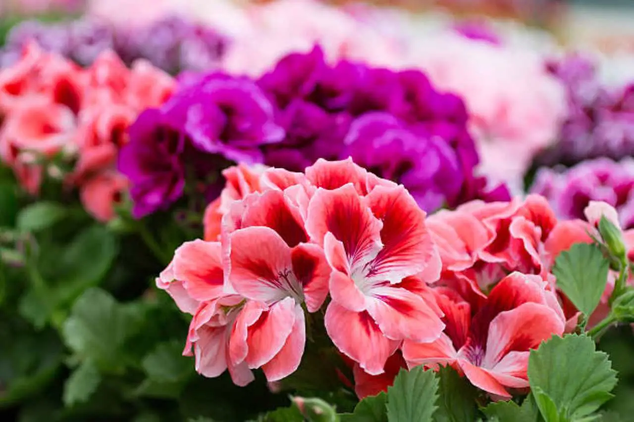 Sai quale fertilizzante aumenta subito i fiori di geranio? Provalo questa primavera Sai quale fertilizzante aumenta subito i fiori di geranio? Provalo questa primavera