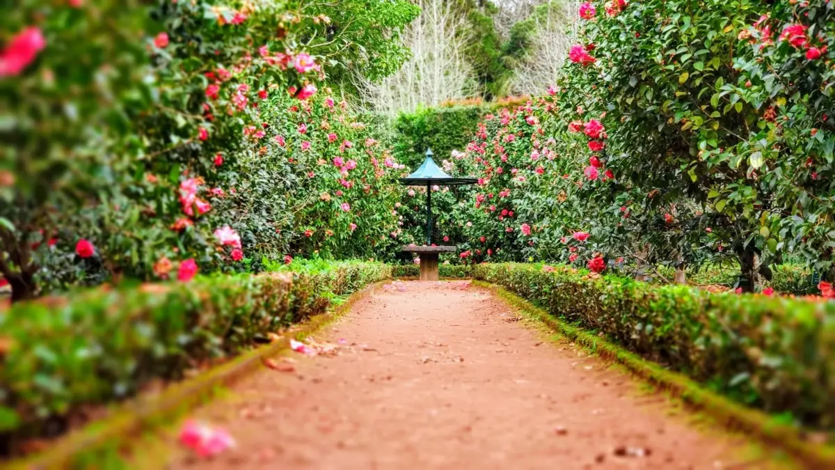 Giardino rigoglioso: le tecniche migliori per stimolare la fioritura della camelia Giardino rigoglioso: le tecniche migliori per stimolare la fioritura della camelia