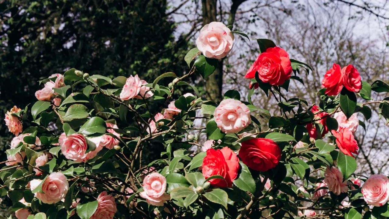 Giardino rigoglioso: le tecniche migliori per stimolare la fioritura della camelia Giardino rigoglioso: le tecniche migliori per stimolare la fioritura della camelia