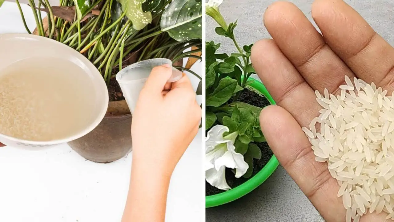Le piante da balcone più facili da far fiorire con solo acqua e fondi di caffè Le piante da balcone più facili da far fiorire con solo acqua e fondi di caffè