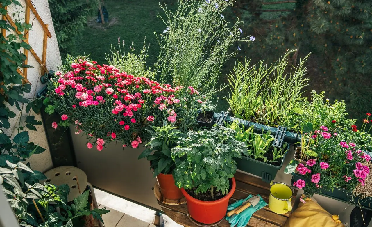 Le piante da balcone più facili da far fiorire con solo acqua e fondi di caffè Le piante da balcone più facili da far fiorire con solo acqua e fondi di caffè
