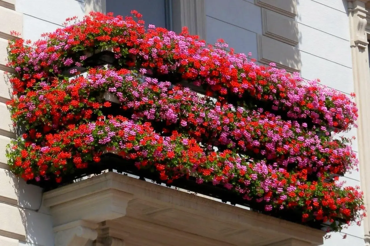 Le piante da balcone più facili da far fiorire con solo acqua e fondi di caffè Le piante da balcone più facili da far fiorire con solo acqua e fondi di caffè
